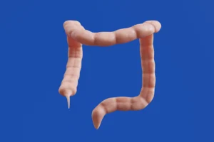 Modelo anatômico do intestino grosso, com o cólon direito, transverso e esquerdo